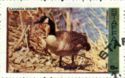 Canada Goose (Branta canadensis)