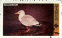 European Herring Gull (Larus argentatus)