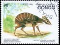 Water Chevrotain (Hyemoschus aquaticus)