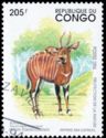 Bongo (Taurotragus eurycerus)