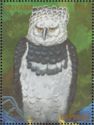 Harpy Eagle (Harpia harpyja)