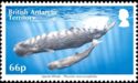 Sperm Whale (Physeter macrocephalus)