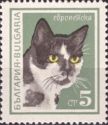 European Domestic Cat (Felis silvestris catus)