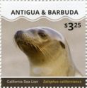 California Sea Lion (Zalophus californianus)