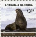 Northern Fur Seal (Callorhinus ursinus)
