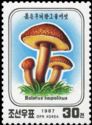 Boletus impolitus