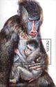 Mandrill (Mandrillus sphinx) with Young