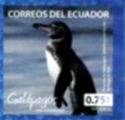 Galapagos Penguin (Spheniscus mendiculus)