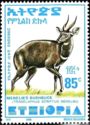 Menelik's Bushbuck (Tragelaphus scriptus meneliki)