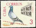 Domestic Pigeon (Columba livia forma domestica)
