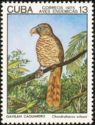 Cuban Kite (Chondrohierax wilsonii)
