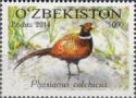 Common Pheasant (Phasianius colchicus)