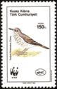 Song Thrush (Turdus philomelos)