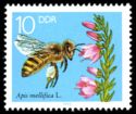 Honey Bee (Apis mellifica), Blooming Heather