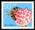 Honey Bee (Apis mellifica), Red Clover Blossom