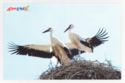 Storks in the nest