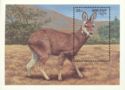 Himalayan Musk Deer (Moschus moschiferus)