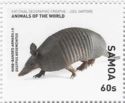 Nine-banded Armadillo (Dasypus novemcinctus)