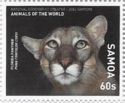 Florida Panther (Puma concolor coryi)