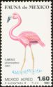 American Flamingo (Phoenicopterus ruber)
