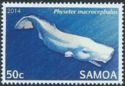 Sperm Whale (Physeter macrocephalus)