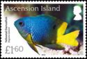Yellowtail Damselfish (Stegastes lubbocki)