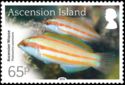 Ascension Wrasse (Thalassoma ascensionis)