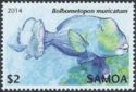 Bumphead Parrotfish (Bolbometopon muricatum)