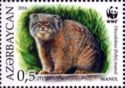 Manul (Otocolobus manul)