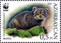 Manul (Otocolobus manul)