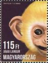 Javan Langur (Presbytis comata)