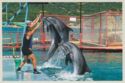 Anapa. Dolphinarium