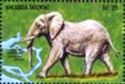 African Elephant (Loxodonta africana)