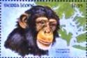 Chimpanzee (Pan troglodytes)
