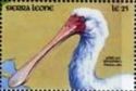 African Spoonbill (Platalea alba)