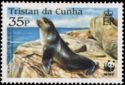 Subantarctic Fur Seal (Arctocephalus tropicalis)