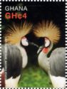 Grey Crowned Crane (Balearica regulorum)