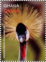 Grey Crowned Crane (Balearica regulorum)