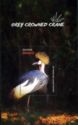 Grey Crowned Crane (Balearica regulorum)