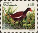 Common Gallinule (Gallinula chloropus)