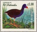 Purple Gallinule (Porphyrula martinica)