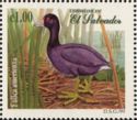 American Coot (Fulica americana)