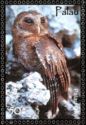 Palau Owl (Pyrroglaux podargina)