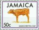 Jamaica Red Poll Calf (Bos primigenius taurus)