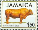 Jamaica Red Poll Bull (Bos primigenius taurus)