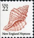 New England Neptune (Neptunea lyrata)