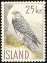 Gyrfalcon (Falco rusticolus)