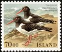 Eurasian Oystercatcher (Haematopus ostralegus)