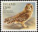 Short-eared Owl (Asio flammeus)