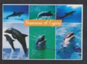 Panorama of Cyprus-dolphins
